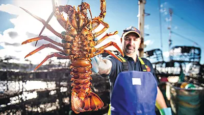 Aussie Lobster Men