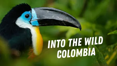 Into the Wild: Colombia