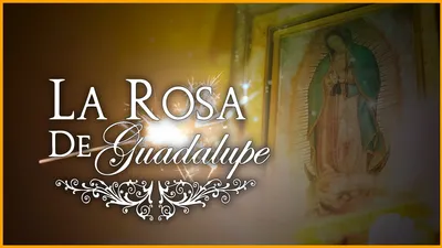 La rosa de Guadalupe