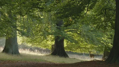 The Hidden Life of Trees