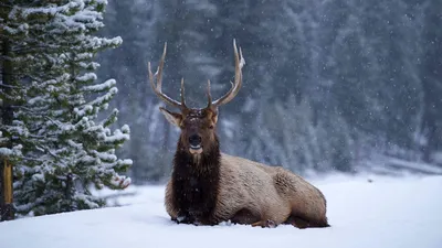 Great Yellowstone Thaw