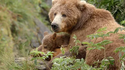 Alaska's Giant Bears