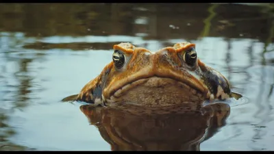 Cane Toads: The Conquest