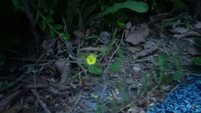 Small Flower