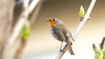 Gefiederte Nachbarn - Unsere Gartenvögel