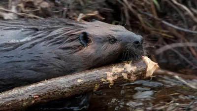 Leave it to Beavers