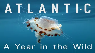 Atlantic: A Year in the Wild