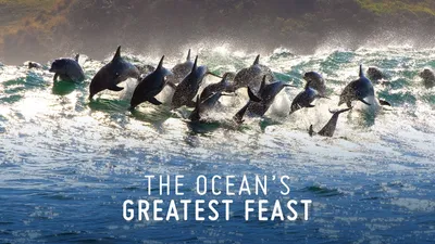 The Ocean’s Greatest Feast