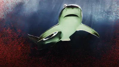 Raging Bull Shark