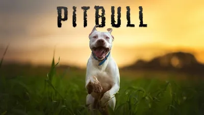 Pitbull