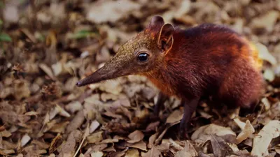 Rainforest Pixies: The Mysterious Rhynchocyon Shrew of Arabuko