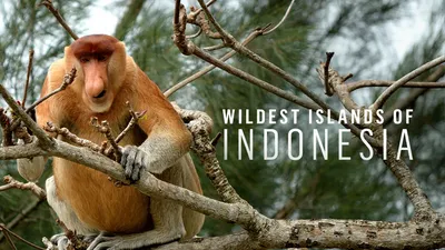 Wildest Islands of Indonesia