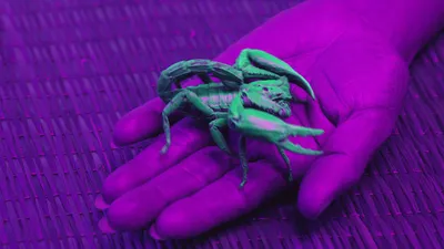 Ultraviolet