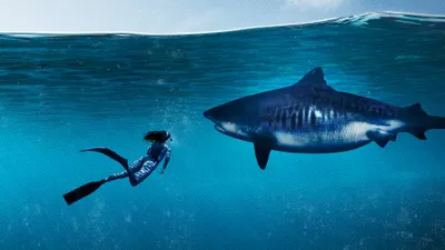 World's Biggest Tiger Shark