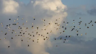 Grutto! De reis van onze nationale vogel