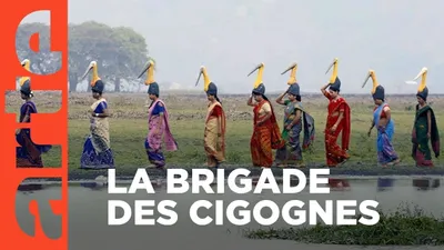 Inde, la brigade des cigognes