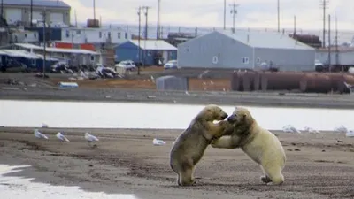 The Great Polar Bear Feast