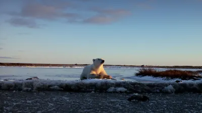 Wonders of the Arctic