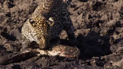 Africa's Fishing Leopards