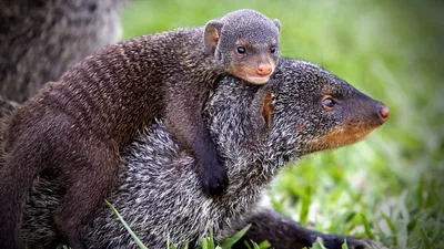 Banded Brothers: The Mongoose Mob