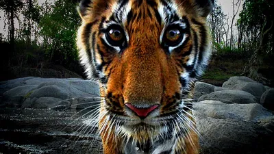 Tiger: Spy In The Jungle