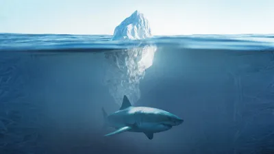 Shark Below Zero