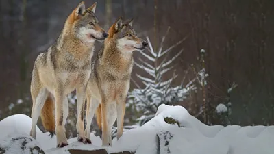 Wolves: A Legend Returns to Yellowstone