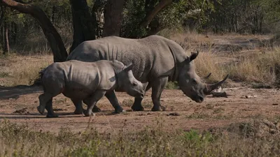 Le rhinocéros blanc