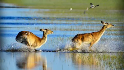 Wild Africa: Rivers of Life