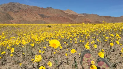 National Parks Exploration Series: Death Valley