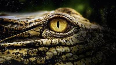 Crocodiles Revealed