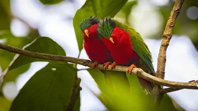 Ura, sauver l'oiseau sacré des australes