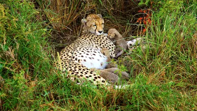 Cheetah Mom