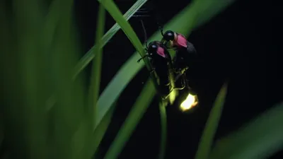 Japon, un nouveau monde sauvage