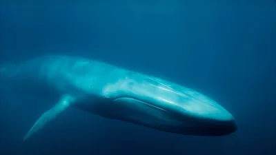 Blue Whales: Return of the Giants