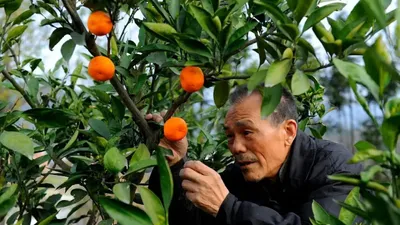 The Orange Tree And The Boy