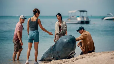 Retter der Meere - Tödliche Strandung