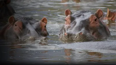 Hippo Supremacy