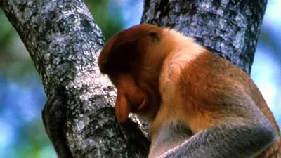 The Biggest Nose in Borneo