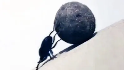 Dung Beetles