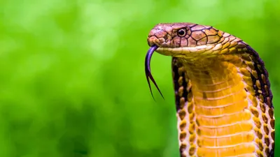 Secrets of the King Cobra