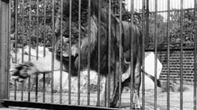 Lion, London Zoological Gardens