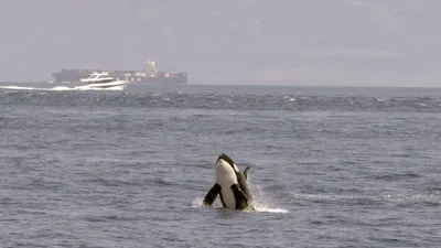 Watch Out for Orcas! Danger Off Gibraltar?