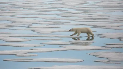 National Geographic : Le Royaume de l'ours polaire