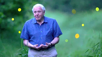 Attenborough's Life That Glows