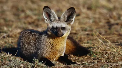 Namibia's Bat-eared Foxes: Survivalists of the Desert