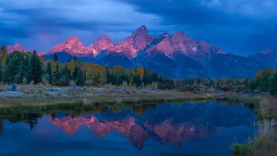 Wild Yellowstone