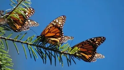 The Incredible Journey of the Butterflies