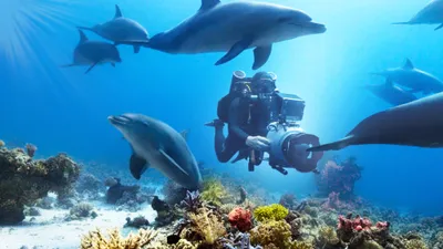 Diving with Dolphins