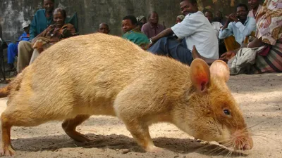 Detecting Danger: Africa's Giant Rats